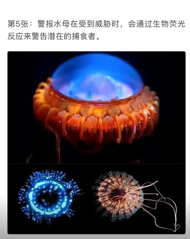 你不知道的生物冷知识764 / 作者:醉生三世生d / 帖子ID:128515