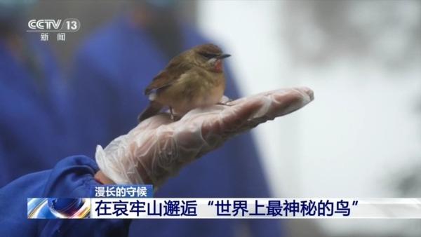 全球仅千只！在哀牢山邂逅“世界上最神秘的鸟”15 / 作者:素舒 / 帖子ID:128626