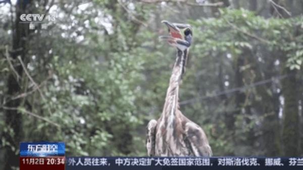 全球仅千只！在哀牢山邂逅“世界上最神秘的鸟”38 / 作者:素舒 / 帖子ID:128626