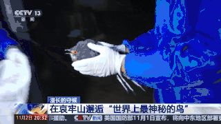 全球仅千只！在哀牢山邂逅“世界上最神秘的鸟”742 / 作者:天使粉粉魏 / 帖子ID:128629