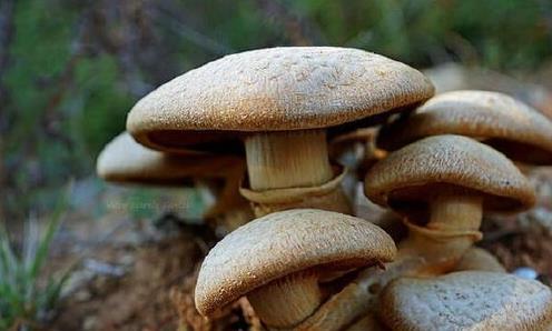 世界上最大的生命体：活了80000岁，重量590万公斤，至今仍在生长484 / 作者:下一个秋天1 / 帖子ID:129146
