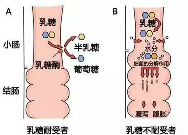 为什么不能空腹喝牛奶 空腹不能喝牛奶的具体原因是什么941 / 作者:UFO爱好者 / 帖子ID:69309