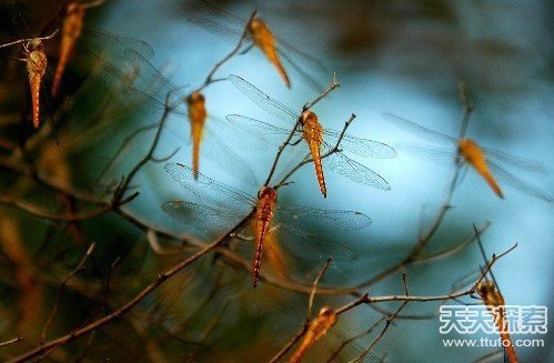 唐山地震诡异一幕 恐怖极了的鱼 蝙蝠满院子飞772 / 作者:UFO爱好者 / 帖子ID:82551