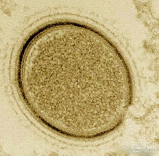 2015年发现的二十种奇特新物种523 / 作者:UFO爱好者 / 帖子ID:86447