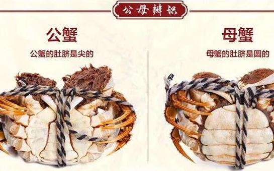 吃螃蟹是吃公的还是母的？公螃蟹好吃还是母螃蟹好吃？729 / 作者:UFO爱好者 / 帖子ID:68852