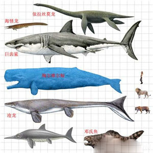 梅尔维尔鲸:鲨鱼也只是开胃小菜503 / 作者:UFO爱好者 / 帖子ID:83080