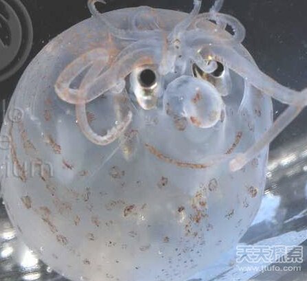 8大长相怪异鱿鱼  揭秘鱿鱼奇怪性行为990 / 作者:UFO爱好者 / 帖子ID:82543