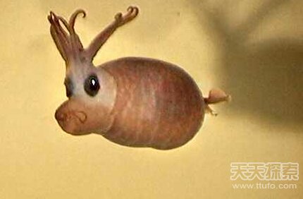 8大长相怪异鱿鱼  揭秘鱿鱼奇怪性行为613 / 作者:UFO爱好者 / 帖子ID:82543