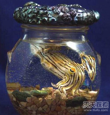 8大长相怪异鱿鱼  揭秘鱿鱼奇怪性行为811 / 作者:UFO爱好者 / 帖子ID:82543