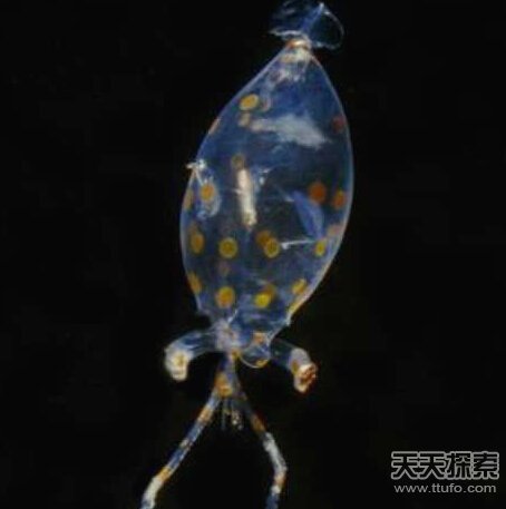 8大长相怪异鱿鱼  揭秘鱿鱼奇怪性行为526 / 作者:UFO爱好者 / 帖子ID:82543