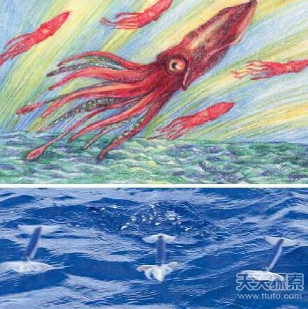 8大长相怪异鱿鱼  揭秘鱿鱼奇怪性行为758 / 作者:UFO爱好者 / 帖子ID:82543