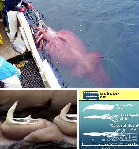 8大长相怪异鱿鱼  揭秘鱿鱼奇怪性行为876 / 作者:UFO爱好者 / 帖子ID:82543