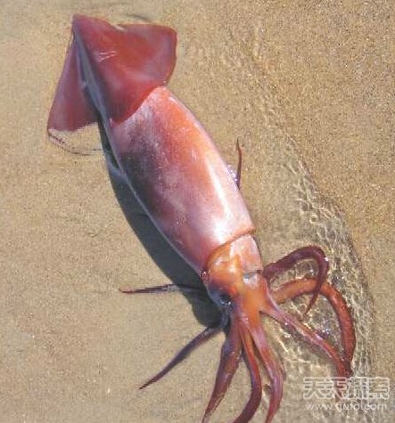 8大长相怪异鱿鱼  揭秘鱿鱼奇怪性行为404 / 作者:UFO爱好者 / 帖子ID:82543