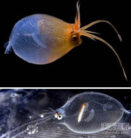 8大长相怪异鱿鱼  揭秘鱿鱼奇怪性行为401 / 作者:UFO爱好者 / 帖子ID:82543