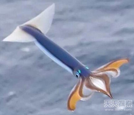 8大长相怪异鱿鱼  揭秘鱿鱼奇怪性行为609 / 作者:UFO爱好者 / 帖子ID:82543
