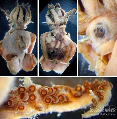 8大长相怪异鱿鱼  揭秘鱿鱼奇怪性行为739 / 作者:UFO爱好者 / 帖子ID:82543