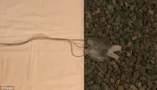 美研制伪装隐身机器人：30秒内神奇变色隐身227 / 作者:UFO爱好者 / 帖子ID:80541
