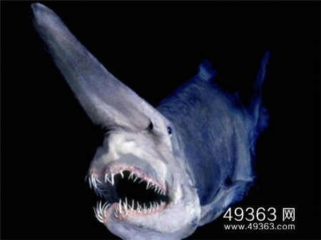 欧氏尖吻鲛：长相吓人危险深海生物827 / 作者:UFO爱好者 / 帖子ID:88339