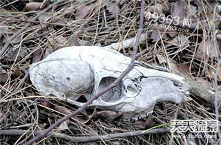 生命禁区印尼爪哇谷洞:盘点世界恐怖死亡地带562 / 作者:UFO爱好者 / 帖子ID:87861