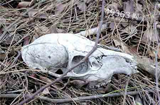 生命禁区印尼爪哇谷洞:盘点世界恐怖死亡地带118 / 作者:UFO爱好者 / 帖子ID:87861