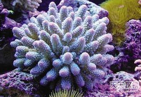 13种雌雄同体动物 进化里的奇葩68 / 作者:UFO爱好者 / 帖子ID:87140