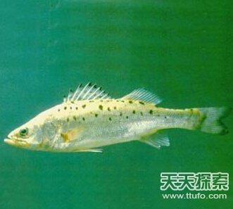 13种雌雄同体动物 进化里的奇葩810 / 作者:UFO爱好者 / 帖子ID:87140