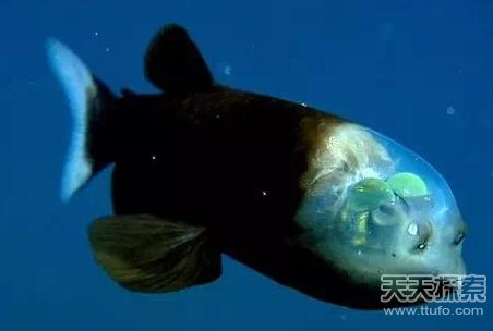 大自然罕见奇观863 / 作者:UFO爱好者 / 帖子ID:84257