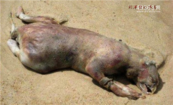 世界各地宇宙人外星人之谜:神秘生物是骗局813 / 作者:UFO爱好者 / 帖子ID:79046