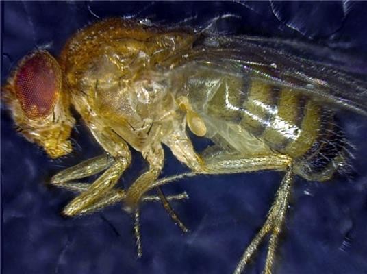 科学家探索延缓衰老关键 人类或可活至150岁702 / 作者:UFO爱好者 / 帖子ID:74057