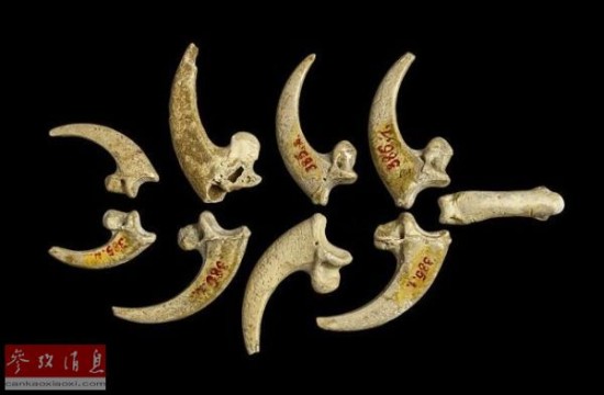尼安德特人之谜 因气候变化灭绝 进化失败惨烈750 / 作者:UFO爱好者 / 帖子ID:82630