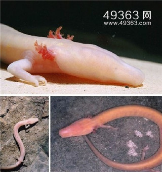 真龙被首次发现 昆仑古洞发现真龙764 / 作者:UFO爱好者 / 帖子ID:87757