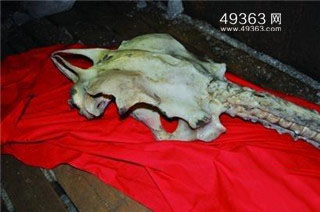真龙被首次发现 昆仑古洞发现真龙360 / 作者:UFO爱好者 / 帖子ID:87757