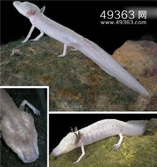 真龙被首次发现 昆仑古洞发现真龙674 / 作者:UFO爱好者 / 帖子ID:87757