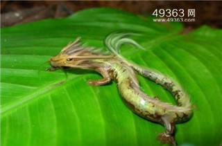 真龙被首次发现 昆仑古洞发现真龙792 / 作者:UFO爱好者 / 帖子ID:87757