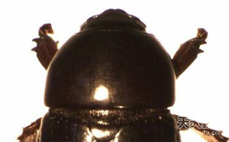 动物界十大未解之谜：沙漠精灵圈 红色海水990 / 作者:UFO爱好者 / 帖子ID:71263