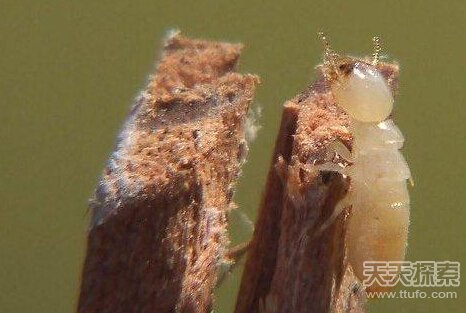 动物界十大未解之谜：沙漠精灵圈 红色海水701 / 作者:UFO爱好者 / 帖子ID:71263