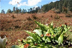 大蓝洞：世界最大的水下洞穴825 / 作者:UFO爱好者 / 帖子ID:85753