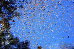 大蓝洞：世界最大的水下洞穴609 / 作者:UFO爱好者 / 帖子ID:85753