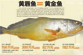 全球最贵食物：金钱猛鱼贵如黄金508 / 作者:UFO爱好者 / 帖子ID:69139
