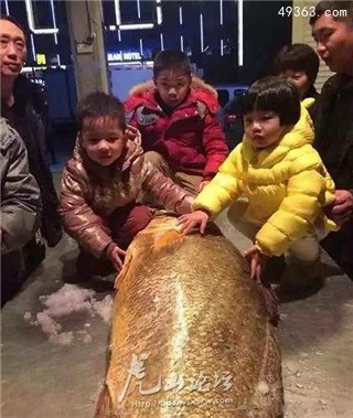 全球最贵食物：金钱猛鱼贵如黄金653 / 作者:UFO爱好者 / 帖子ID:69139