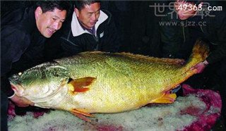 全球最贵食物：金钱猛鱼贵如黄金635 / 作者:UFO爱好者 / 帖子ID:69139