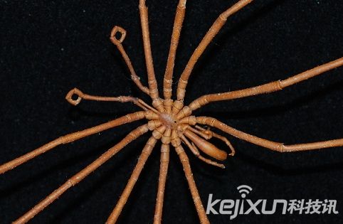 奇特生物海蜘蛛 体长25厘米生殖器长在腿上809 / 作者:UFO爱好者 / 帖子ID:86602