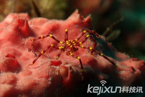 奇特生物海蜘蛛 体长25厘米生殖器长在腿上698 / 作者:UFO爱好者 / 帖子ID:86602