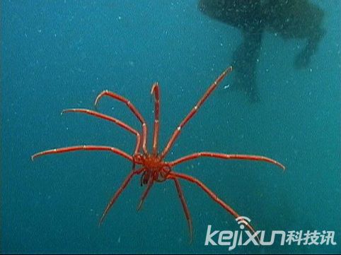 奇特生物海蜘蛛 体长25厘米生殖器长在腿上558 / 作者:UFO爱好者 / 帖子ID:86602