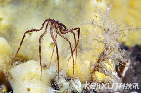 奇特生物海蜘蛛 体长25厘米生殖器长在腿上330 / 作者:UFO爱好者 / 帖子ID:86602