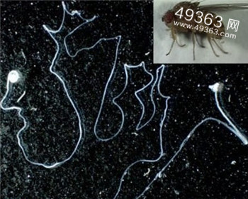 1936年灭绝的袋狼最有望被复活130 / 作者:UFO爱好者 / 帖子ID:83681