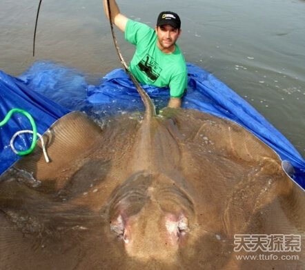鱼塘惊现吃人怪鱼：鳄鱼嘴、蛇皮肤，满口尖牙829 / 作者:UFO爱好者 / 帖子ID:87219