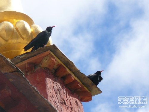 中国最诡异秘境 昆仑死亡谷 香米田582 / 作者:UFO爱好者 / 帖子ID:87217