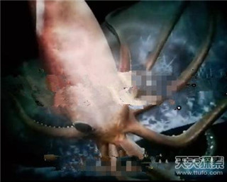 水怪长毛鱼之谜 揭秘传说中的14种海洋怪物689 / 作者:UFO爱好者 / 帖子ID:85927