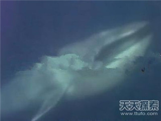 水怪长毛鱼之谜 揭秘传说中的14种海洋怪物986 / 作者:UFO爱好者 / 帖子ID:85927
